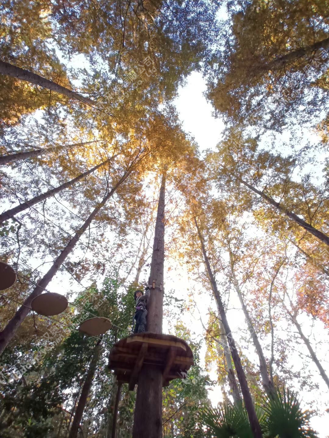 兴茂集团树上探险(图1)